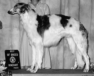 1997 Puppy Sweepstakes Dog, 15 months and under 18 - 2nd