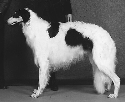 1997 Puppy Sweepstakes Dog, 15 months and under 18 - 3rd