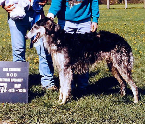 1998 AKC Lure Coursing Best of Breed