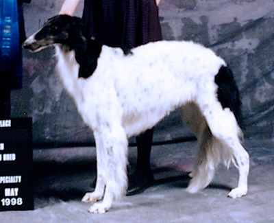 1998 Bitch, Amerian Bred - 1st