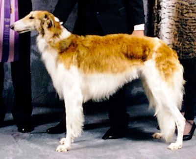 1998 Bitch, Amerian Bred - 4th