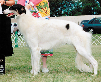 1998 Bitch, Bred by Exhibitor - 2nd