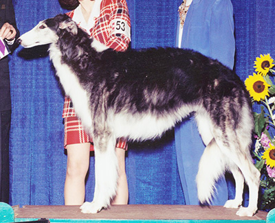 1998 Bitch, Bred by Exhibitor - 4th