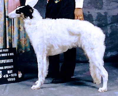 1998 Dog, 6 months and under 9 - 4th