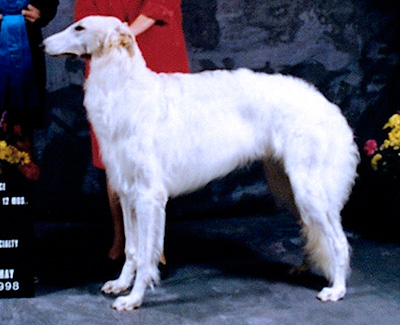 1998 Dog, 9 months and under 12 - 1st