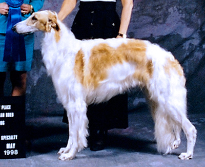 1998 Dog, Amerian Bred - 1st