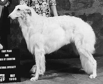 1998 Dog, Bred by Exhibitor - 1st