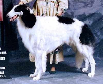 1998 Dog, Novice - 3rd