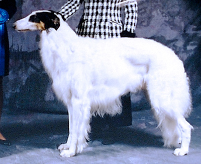 1998 Dog, Open - 1st