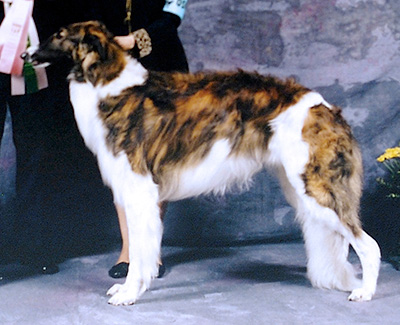 1998 Dog, Open - 3rd
