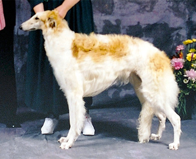 1998 Futurity Bitch, 12 months and under 15 - 1st