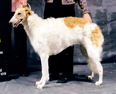 1998 Futurity Bitch, 6 months and under 9 - 1st