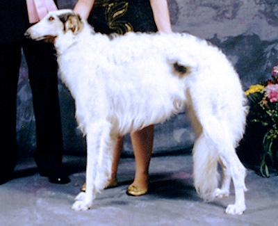 1998 Futurity Dog, 15 months and under 18 - 1st
