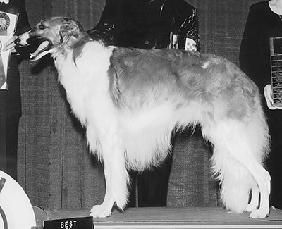 1998 Futurity Dog, 21 months and under 24 - 2nd
