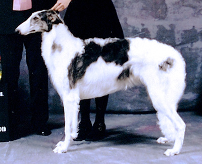 1998 Futurity Dog, 6 months and under 9 - 1st