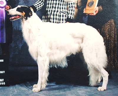 1998 Reserve Winners Dog