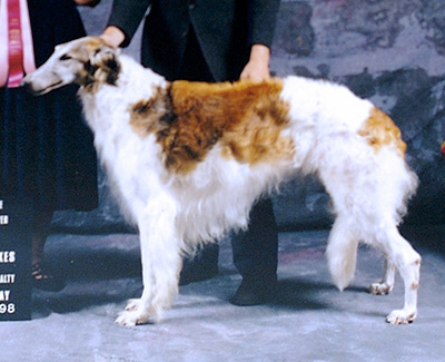 1998 Stud Dog Class - 3rd