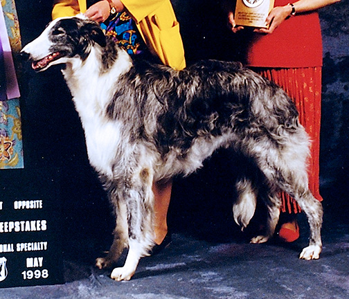 1998 Best of Opposite Sex To Best In Puppy Sweepstakes