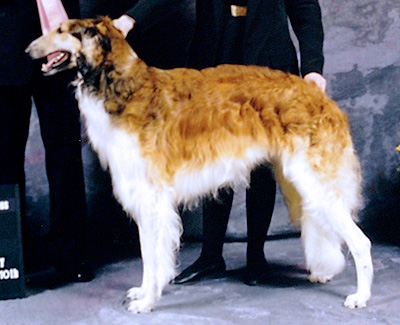 1998 Futurity Senior Dog, 18 months and under 21 - 1st