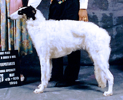 1998 Puppy Sweepstakes Dog, 6 months and under 9 - 1st