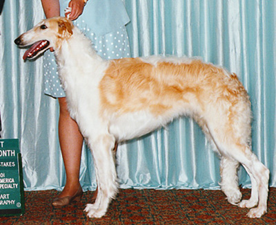 1999 Bitch, 6 months and under 9 - 2nd