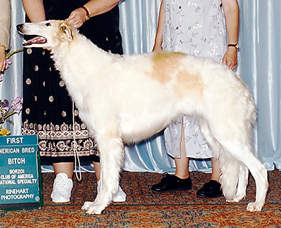 1999 Bitch, Amerian Bred - 1st