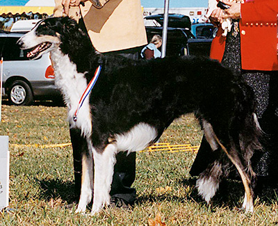 1999 Bitch, Amerian Bred - 2nd