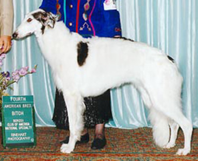 1999 Bitch, Amerian Bred - 4th