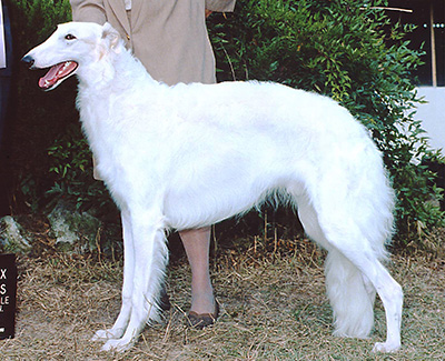 1999 Dog, 12 months and under 18 - 3rd