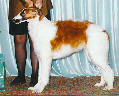 1999 Dog, 6 months and under 9 - 2nd