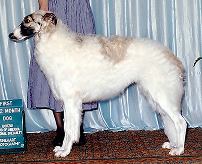 1999 Dog, 9 months and under 12 - 1st