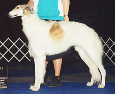 1999 Dog, Amerian Bred - 2nd