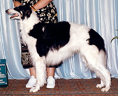 1999 Dog, Bred by Exhibitor - 1st
