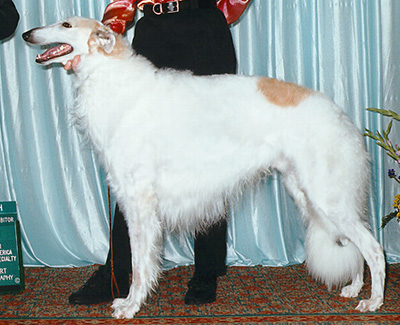 1999 Dog, Bred by Exhibitor - 4th