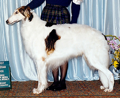 1999 Dog, Veteran 7 years and under 10 - 1st