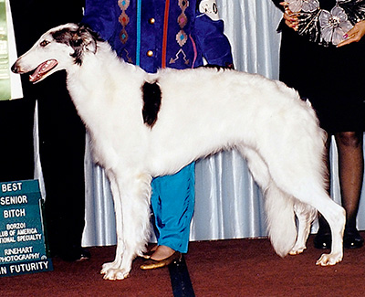 1999 Futurity Bitch, 15 months and under 18 - 1st