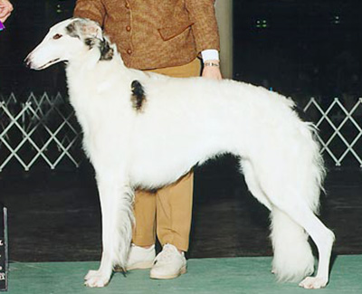 1999 Futurity Bitch, 15 months and under 18 - 3rd