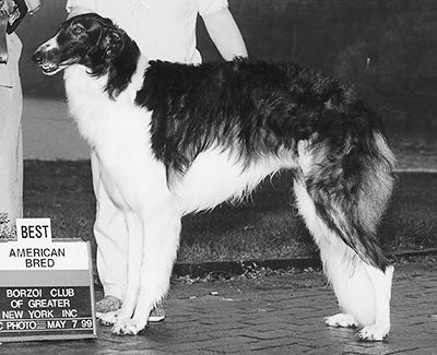 1999 Futurity Dog, 18 months and under 21 - 1st