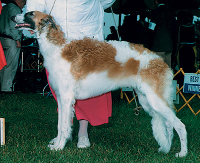 1999 Futurity Dog, 18 months and under 21 - 2nd