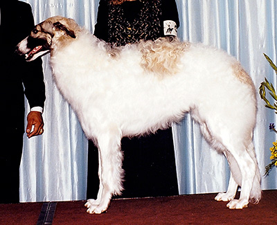 1999 Futurity Dog, 9 months and under 12 - 1st