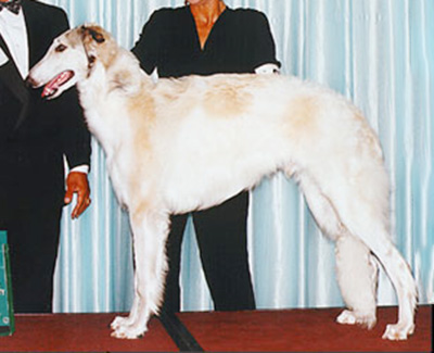 1999 Futurity Dog, 9 months and under 12 - 2nd