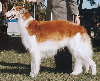 1999 Obedience Award of Merit