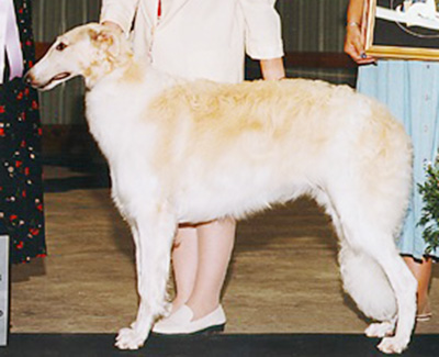 1999 Puppy Sweepstakes Bitch, 9 months and under 12 - 4th