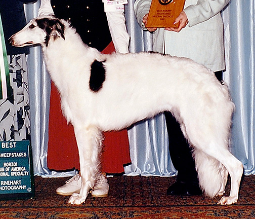 1999 Puppy Sweepstakes Bitch, 15 months and under 18 - 1st