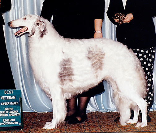 1999 Veteran Sweepstakes Dog, 7 years and under 8 - 1st