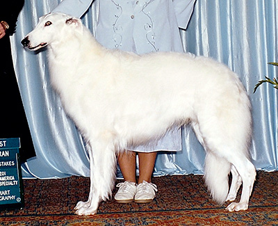 1999 Veteran Sweepstakes Dog, 9 months and under 12 - 1st