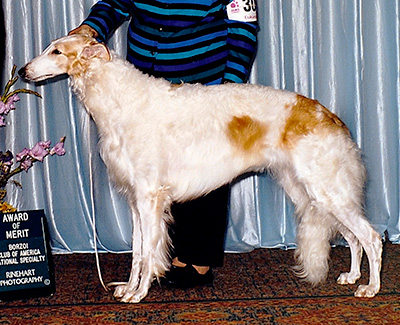 1999 Bitch, Bred by Exhibitor - 1st
