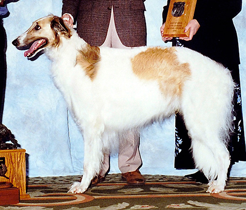 2000 AKC Lure Coursing Best of Breed