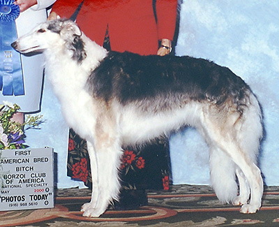 2000 Bitch, Amerian Bred - 1st