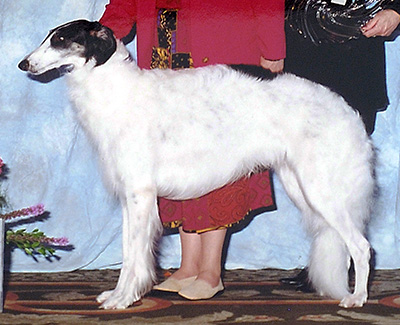 2000 Bitch, Bred by Exhibitor - 4th